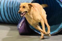 070-SAAC-AKC-24Aug19-ExMstr-JWW