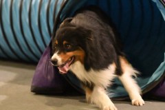 126-SAAC-AKC-24Aug19-ExMstr-JWW