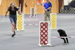 02-SAAC-AKC-24Aug19-Open-Novice-JWW