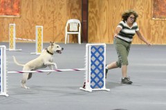 11-SAAC-AKC-24Aug19-Open-Novice-JWW