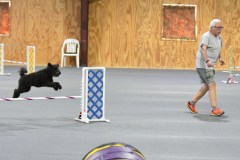 14-SAAC-AKC-24Aug19-Open-Novice-JWW