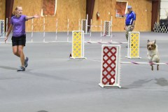 15-SAAC-AKC-24Aug19-Open-Novice-JWW