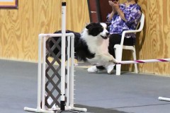 20-SAAC-AKC-24Aug19-Open-Novice-JWW