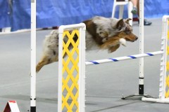 21-SAAC-AKC-24Aug19-Open-Novice-JWW