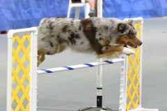 22-SAAC-AKC-24Aug19-Open-Novice-JWW