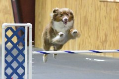 24-SAAC-AKC-24Aug19-Open-Novice-JWW