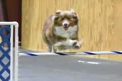 25-SAAC-AKC-24Aug19-Open-Novice-JWW