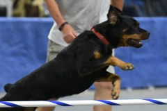 26-SAAC-AKC-24Aug19-Open-Novice-JWW