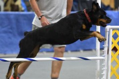 27-SAAC-AKC-24Aug19-Open-Novice-JWW