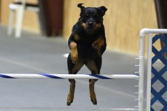 28-SAAC-AKC-24Aug19-Open-Novice-JWW