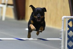 29-SAAC-AKC-24Aug19-Open-Novice-JWW