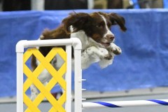 30-SAAC-AKC-24Aug19-Open-Novice-JWW