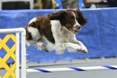 31-SAAC-AKC-24Aug19-Open-Novice-JWW