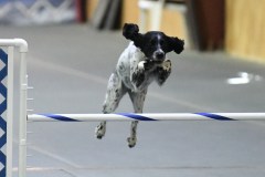 39-SAAC-AKC-24Aug19-Open-Novice-JWW