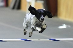 40-SAAC-AKC-24Aug19-Open-Novice-JWW