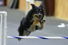 41-SAAC-AKC-24Aug19-Open-Novice-JWW