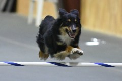 42-SAAC-AKC-24Aug19-Open-Novice-JWW