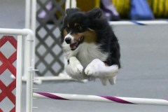 036-SAAC-AKC-25Aug19-ExMstr-JWW