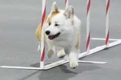 182-SAAC-AKC-25Aug19-ExMstr-JWW