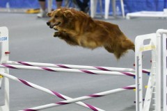 028-SAAC-AKC-25Aug19-Prem-JWW