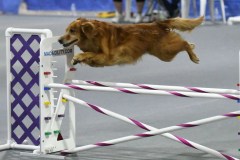 029-SAAC-AKC-25Aug19-Prem-JWW