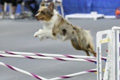 061-SAAC-AKC-25Aug19-Prem-JWW