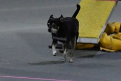 02-SKC-MHKA-Open-Novice-FAST-11Oct19
