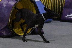 09-SKC-MHKA-Open-Novice-FAST-11Oct19