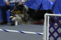 12-SKC_MHKA-Open-Novice-JWW-11Oct19