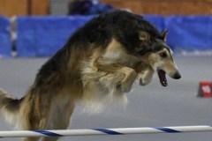 18-SKC_MHKA-Open-Novice-JWW-11Oct19